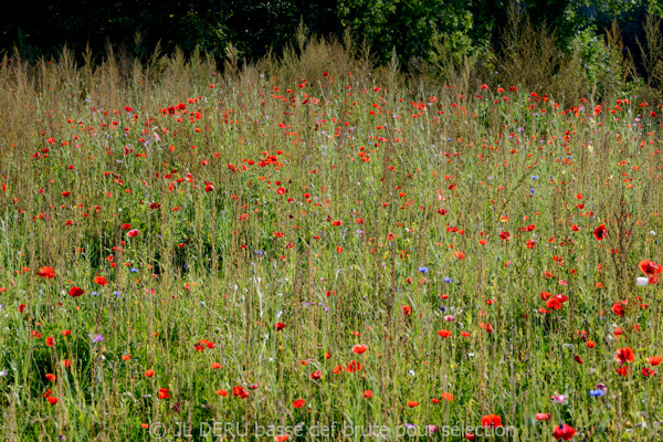 paysage
coquelicots